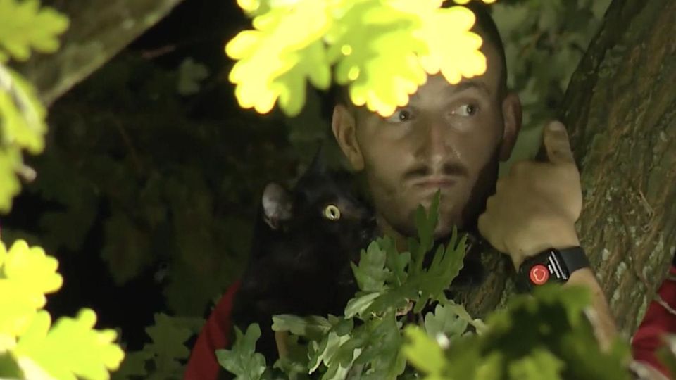 Feuerwehr rettet Mann und Katze aus einem Baum Feuerwehr rettet Mann und Katze aus einem Baum