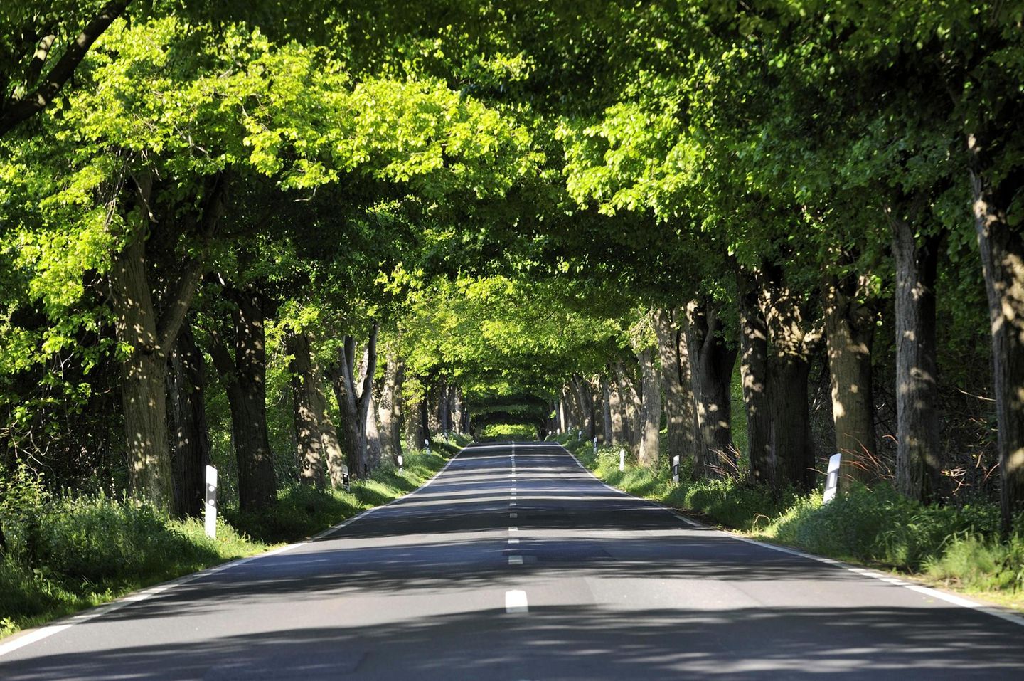 Deutsche Alleenstrasse auf Rügen an einem sonnigen Tag