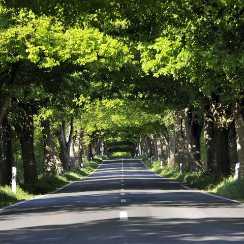 Deutsche Alleenstrasse auf Rügen an einem sonnigen Tag