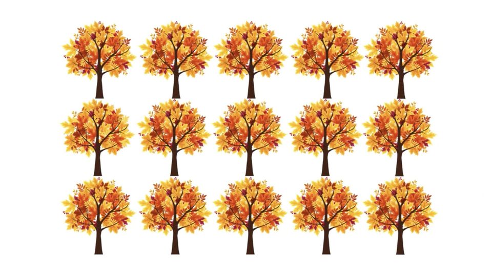 Augentest Wie schnell finden Sie den Baum, der anders aussieht als der Rest?