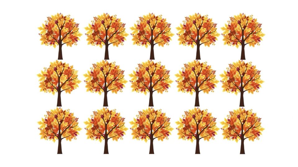 In der abgebildeten Baumschule sehen alle Herbst-Bäume gleich aus – nur einer ist anders gewachsen als die anderen. Können Sie ihn entdecken?