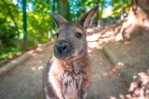 Ein Bennett-Känguru guck in die Kamera