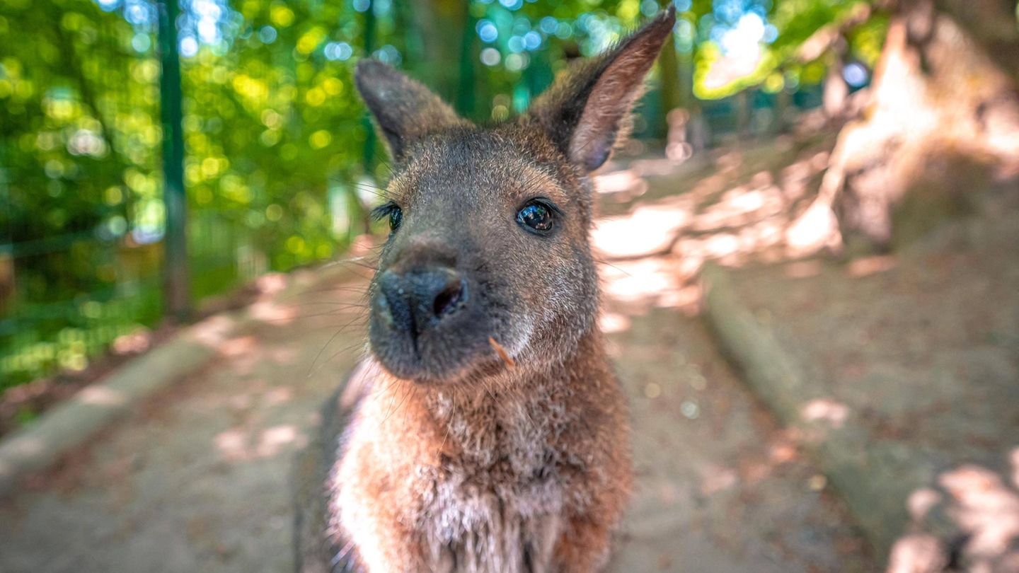 Ein Bennett-Känguru guck in die Kamera