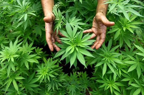 Legalisierung: Cannabis weltweit: Wie andere Länder mit der Droge umgehen
