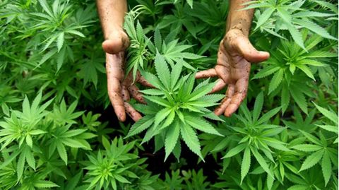 Legalisierung: Cannabis weltweit: Wie andere Länder mit der Droge umgehen