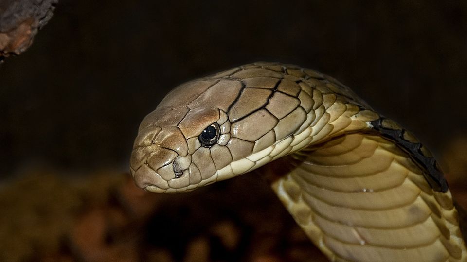Mann fängt Königskobra mit bloßen Händen in seinem Garten ein