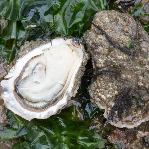 Eine Pazifische Felsenauster aus dem dänischen Wattenmeer zwischen den Inseln Fanö und Mandö