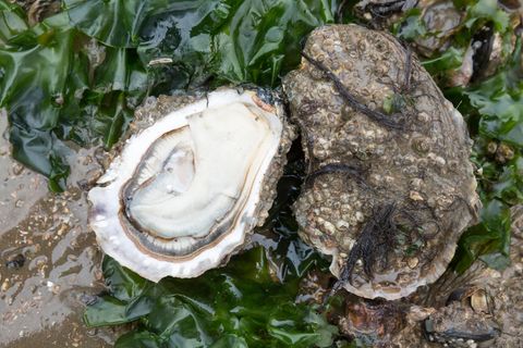 Eine Pazifische Felsenauster aus dem dänischen Wattenmeer zwischen den Inseln Fanö und Mandö