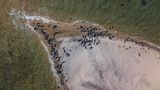 In Kattegat, der Meerenge zwischen Dänemark und Schweden, leben Hunderte Seehunde. Am liebsten kommen sie zur kleinen Insel Anholt. Im Nordosten tummeln sie sich auf den Sandbänken und lassen sich die Sonne auf den Bauch scheinen. 