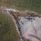In Kattegat, der Meerenge zwischen Dänemark und Schweden, leben Hunderte Seehunde. Am liebsten kommen sie zur kleinen Insel Anholt. Im Nordosten tummeln sie sich auf den Sandbänken und lassen sich die Sonne auf den Bauch scheinen. 