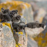 Eiderenten haben es nicht leicht, einen geeigneten Brutplatz zu finden. Auf dem Festland sind sie zahlreichen Feinden ausgeliefert – vom Fuchs bis zur Möwe. Deshalb machen sie sich jedes Jahr im Frühjahr auf den Weg über die Ostsee, um ihre Küken auf den Erbseninseln östlich der dänischen Insel Bornholm aufzuziehen. In der Einöde des abgelegenen Archipels haben sie ihre Ruhe . Zumindest fast – denn auch hier verirrt sich hin und wieder eine Möwe.