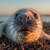 ...vor Ort war das Ziel dann aber in greifbarer Nähe – vor allem die Robbenbabys waren neugierig auf ihre Besucher. 