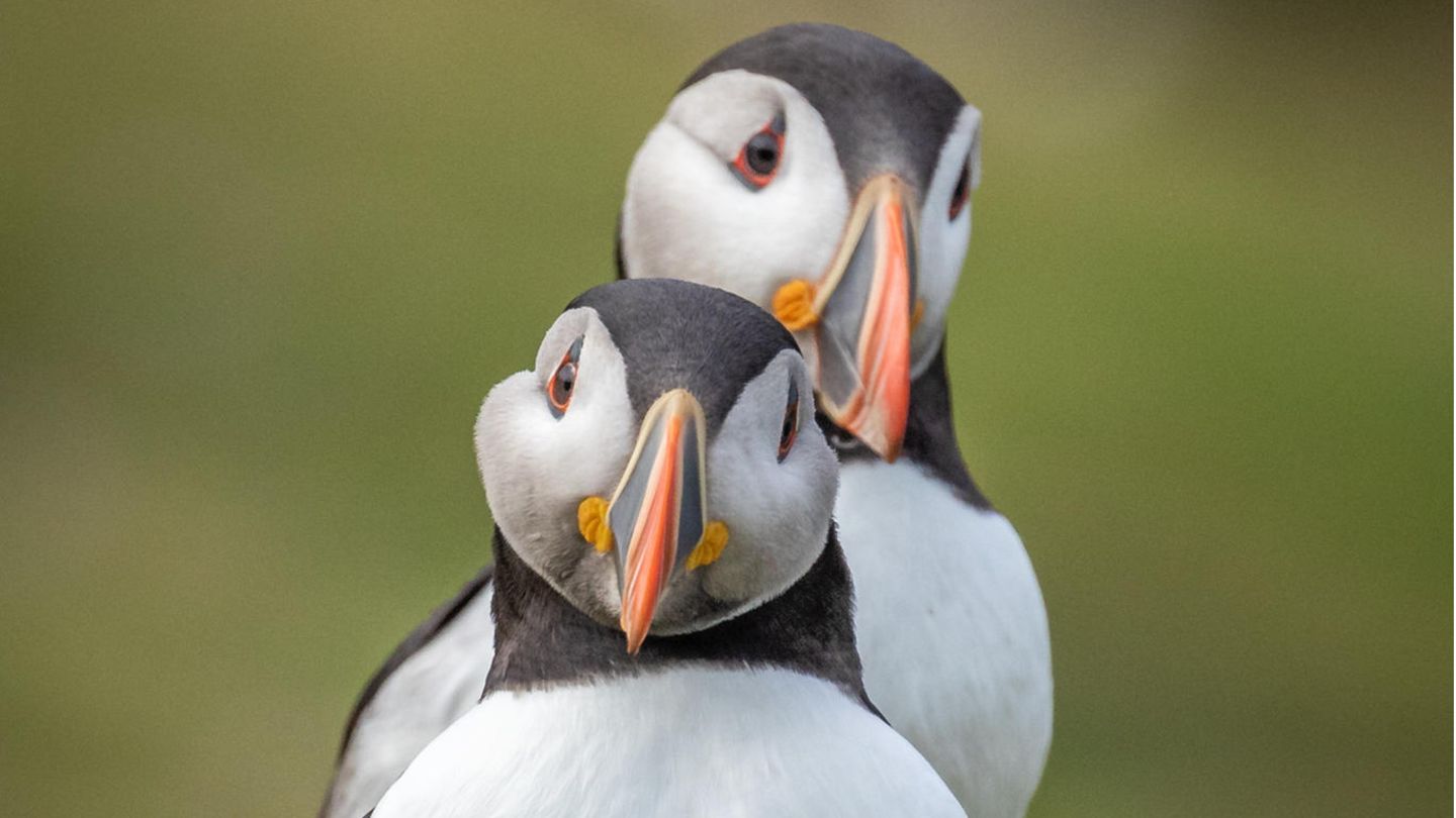 Bildband: Die Nordsee ist Lebensraum für insgesamt 30 verschiedene Vogelarten. Einer der faszinierendsten unter den fliegenden Meeresbewohnern ist wohl der Papageitaucher – auch Puffin genannt. Auf der schottischen Nordseeinsel Fair Isle teilt er sich seinen Lebensraum mit einem seiner größten Feinde: dem Skua. Die Raubmöwen versetzen die farbenprächtigen Puffins immer wieder in Panik. Doch viele Alternativen haben sie nicht – denn der Klimawandel macht es ihnen immer schwerer, geeignete Brutplätze zu finden. Die Nordsee ist Lebensraum für insgesamt 30 verschiedene Vogelarten. Einer der faszinierendsten unter den fliegenden Meeresbewohnern ist wohl der Papageitaucher – auch Puffin genannt. Auf der schottischen Nordseeinsel Fair Isle teilt er sich seinen Lebensraum mit einem seiner größten Feinde: dem Skua. Die Greifvögel versetzen die farbenprächtigen Puffins immer wieder in Panik. Doch viele Alternativen haben sie nicht – denn der Klimawandel macht es ihnen immer schwerer, geeignete Brutplätze zu finden.