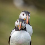 Die Nordsee ist Lebensraum für insgesamt 30 verschiedene Vogelarten. Einer der faszinierendsten unter den fliegenden Meeresbewohnern ist wohl der Papageitaucher – auch Puffin genannt. Auf der schottischen Nordseeinsel Fair Isle teilt er sich seinen Lebensraum mit einem seiner größten Feinde: dem Skua. Die Greifvögel versetzen die farbenprächtigen Puffins immer wieder in Panik. Doch viele Alternativen haben sie nicht – denn der Klimawandel macht es ihnen immer schwerer, geeignete Brutplätze zu finden.