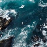Die tosende Nordsee vor Helgoland ist die Heimat zahlreicher Vögel. Auch der Basstölpel ist hier heimisch. Jedes Jahr zwischen April und Juni kommen die weißen Vögel auf die abgeschiedene Insel und bevölkern damit auch die Lüfte über dem Meer – gemeinsam mit Möwen und Puffins. 