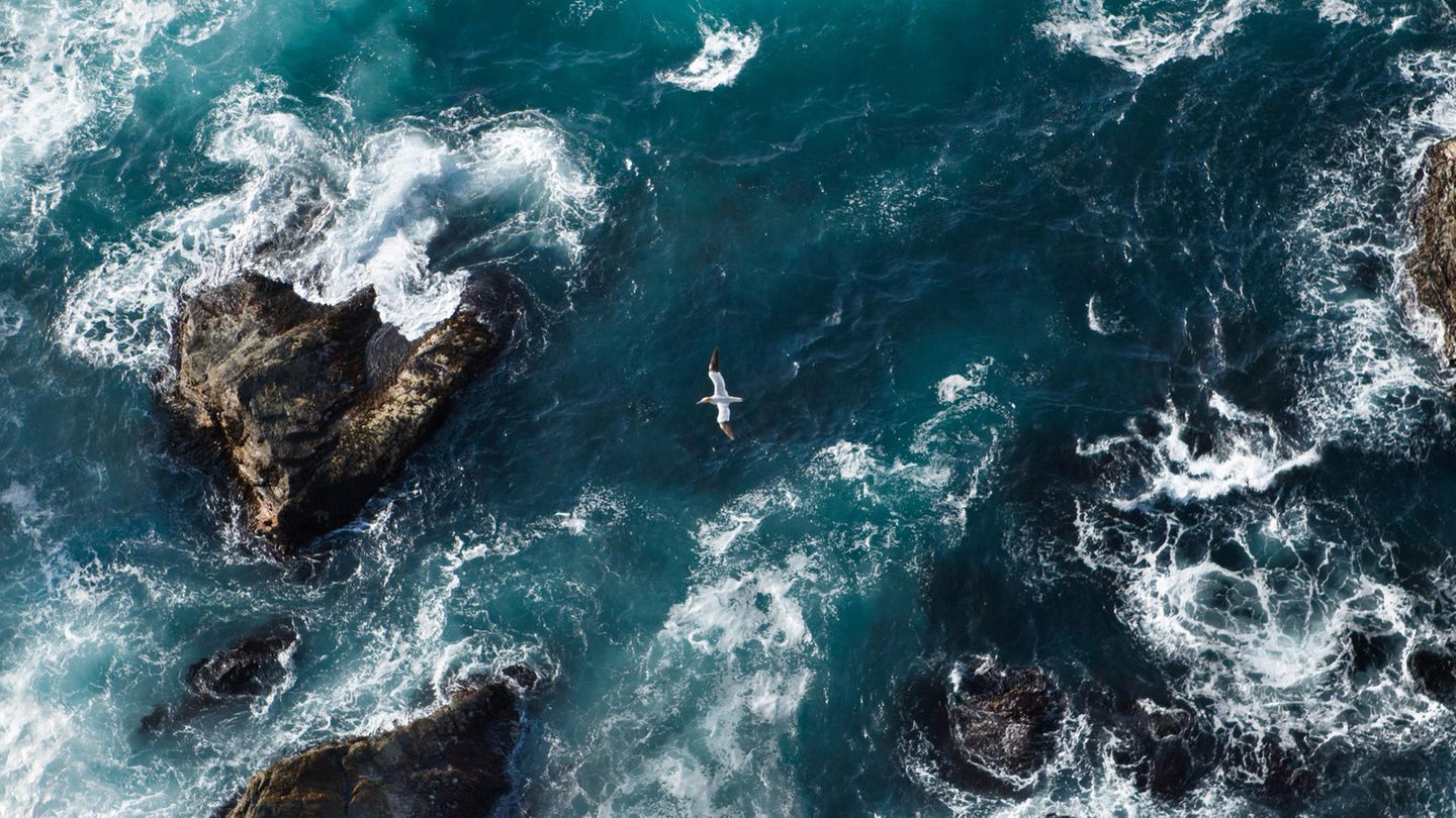 Bildband: Die tosende Nordsee vor den Shetland Inseln ist die Heimat zahlreicher Vögel. Auch der Basstölpel ist hier heimisch. Jedes Jahr zwischen April und Juni kommen die weißen Vögel auf die abgeschiedene Insel und bevölkern damit auch die Lüfte über dem Meer – gemeinsam mit Möwen und Puffins. Die tosende Nordsee vor Helgoland ist die Heimat zahlreicher Vögel. Auch der Basstölpel ist hier heimisch. Jedes Jahr zwischen April und Juni kommen die weißen Vögel auf die abgeschiedene Insel und bevölkern damit auch die Lüfte über dem Meer – gemeinsam mit Möwen und Puffins.