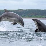 Auch in der Nordsee gibt es Delfine. Der Große Tümmler zum Beispiel lebt im Norden, rund um Großbritannien und Irland. In der Nähe von Schottland, vor der Bucht Moray Firth, hat der Naturfotograf gleich eine ganze Schule erwischt – nachdem er stundenlang auf das offene Meer gestarrt hat. Aber: Das Warten hat sich gelohnt. 