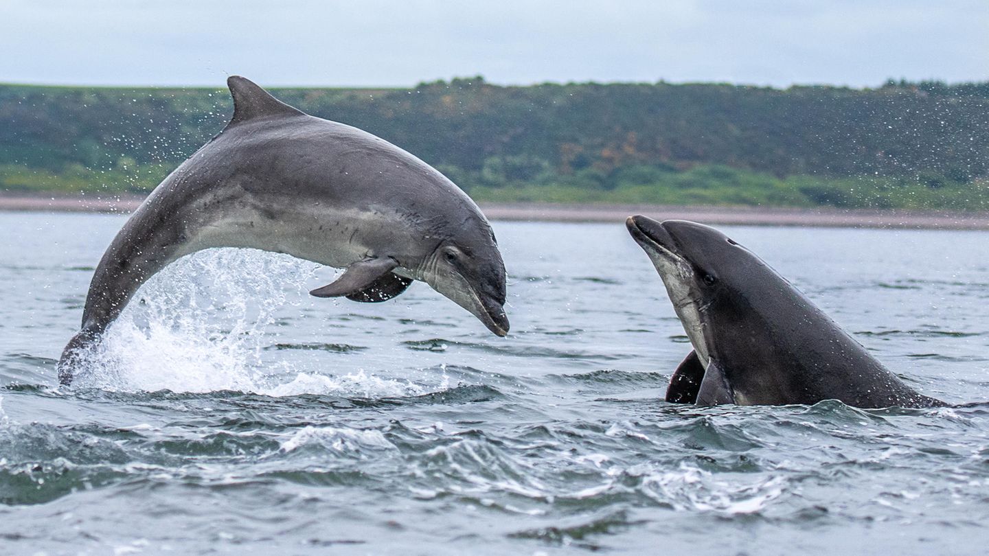 Auch in der Nordsee gibt es Delfine. Der Große Tümmler zum Beispiel lebt im Norden, rund um Großbritannien und Irland. In der Nähe von Schottland, vor der Bucht Moray Firth, hat der Naturfotograf gleich eine ganze Schule erwischt – nachdem er stundenlang auf das offene Meer gestarrt hat. Aber: Das Warten hat sich gelohnt. 