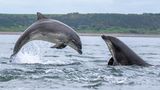 Auch in der Nordsee gibt es Delfine. Der Große Tümmler zum Beispiel lebt im Norden, rund um Großbritannien und Irland. In der Nähe von Schottland, vor der Bucht Moray Firth, hat der Naturfotograf gleich eine ganze Schule erwischt – nachdem er stundenlang auf das offene Meer gestarrt hat. Aber: Das Warten hat sich gelohnt. 