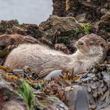...zahlreiche eurasische Fischotter, die sich in Wassernähe tummeln, raufen und toben und damit die einsame Inselgruppe auf natürliche Art und Weise mit Leben füllen. 