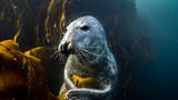 Kegelrobben führen quasi zwei Leben: eines an Land und eines unter Wasser. In den Tiefen der Meere geht es definitiv aktiver zu. Die Filmemacher merken schnell, dass die Tiere alles andere als scheu sind: Immer wieder nehmen sie Körperkontakt mit ihnen auf – und ermöglichen ihnen so eindrucksvolle Aufnahmen.