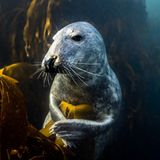Kegelrobben führen quasi zwei Leben: eines an Land und eines unter Wasser. In den Tiefen der Meere geht es definitiv aktiver zu. Die Filmemacher merken schnell, dass die Tiere alles andere als scheu sind: Immer wieder nehmen sie Körperkontakt mit ihnen auf – und ermöglichen ihnen so eindrucksvolle Aufnahmen.