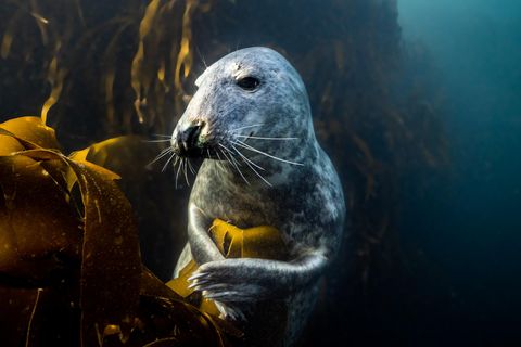 Kegelrobben führen quasi zwei Leben: eines an Land und eines unter Wasser. In den Tiefen der Meere geht es definitiv aktiver zu. Die Filmemacher merken schnell, dass die Tiere alles andere als scheu sind: Immer wieder nehmen sie Körperkontakt mit ihnen auf – und ermöglichen ihnen so eindrucksvolle Aufnahmen.