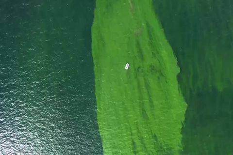Urlaubsparadies: Grüner Teppich statt türkisblaues Meer: Übelriechende Planktonblüte bildet "Todeszone"