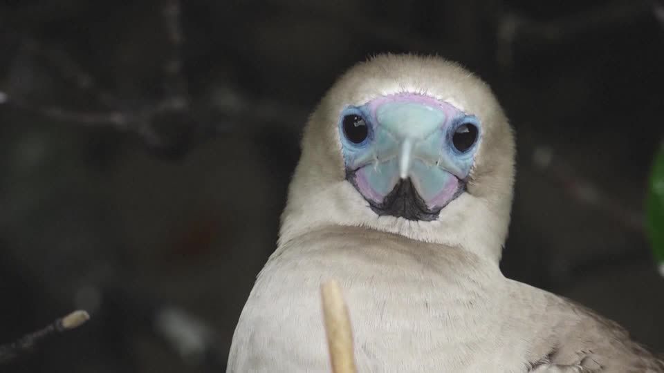 Video: Galapagos-Nationalpark schließt Bereiche wegen Vogelgrippe