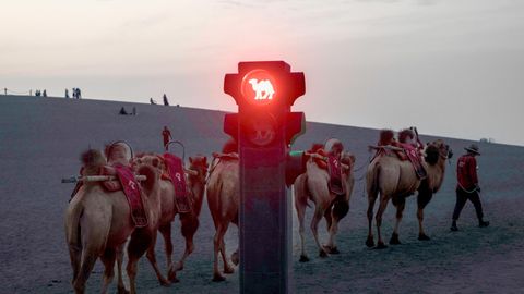 Kamele halt! Rote Ampel auf der Seidenstraße in der chinesischen Provinz Gansu