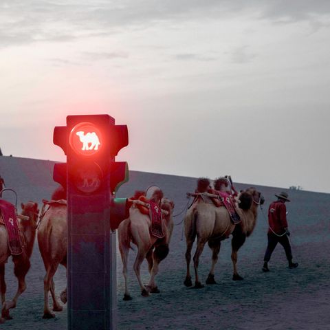 Kamele halt! Rote Ampel auf der Seidenstraße in der chinesischen Provinz Gansu