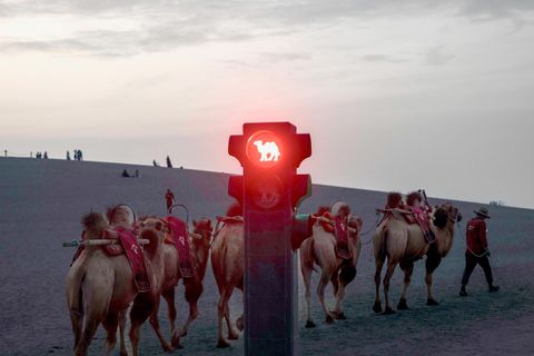 Kamele halt! Rote Ampel auf der Seidenstraße in der chinesischen Provinz Gansu