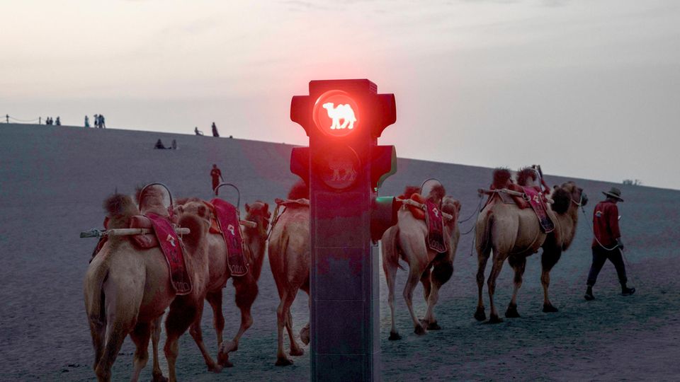 Kameel stop!  Rote Ampel aan de Seidenstraße in de Chinese provincie Gansu