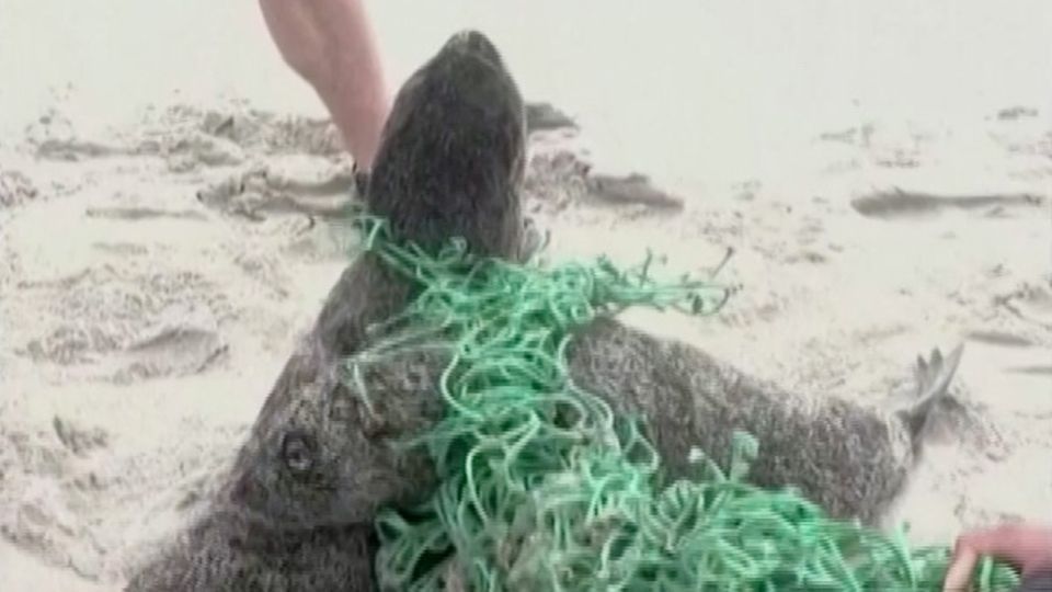Südafrika: Strandbesucher befreien Robbenbabys aus "Geisternetz" Südafrika: Strandbesucher befreien Robbenbabys aus "Geisternetz"