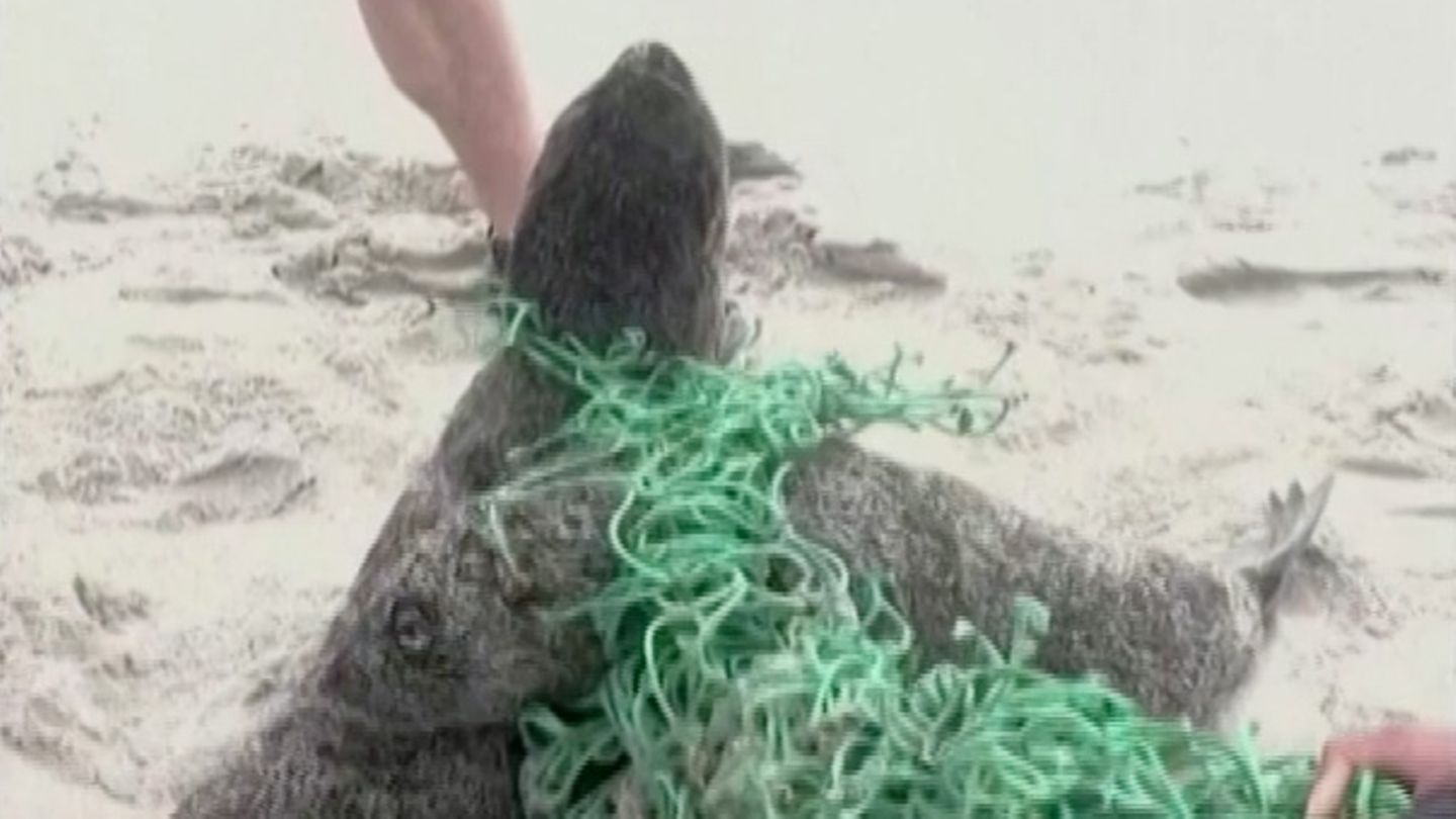 Rescuing Baby Seals: Beach Visitors Save Sea Lions Entangled in ‘Ghost Net’