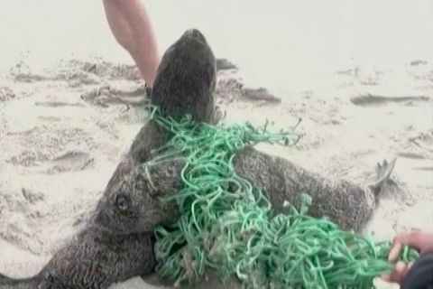 Südafrika: Strandbesucher befreien Robbenbabys aus "Geisternetz"
