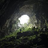 Höhle mit Farnen und Bäumen am Eingang
