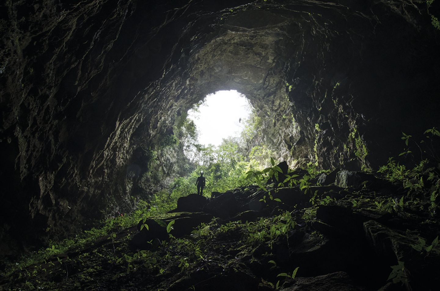 Höhle mit Farnen und Bäumen am Eingang