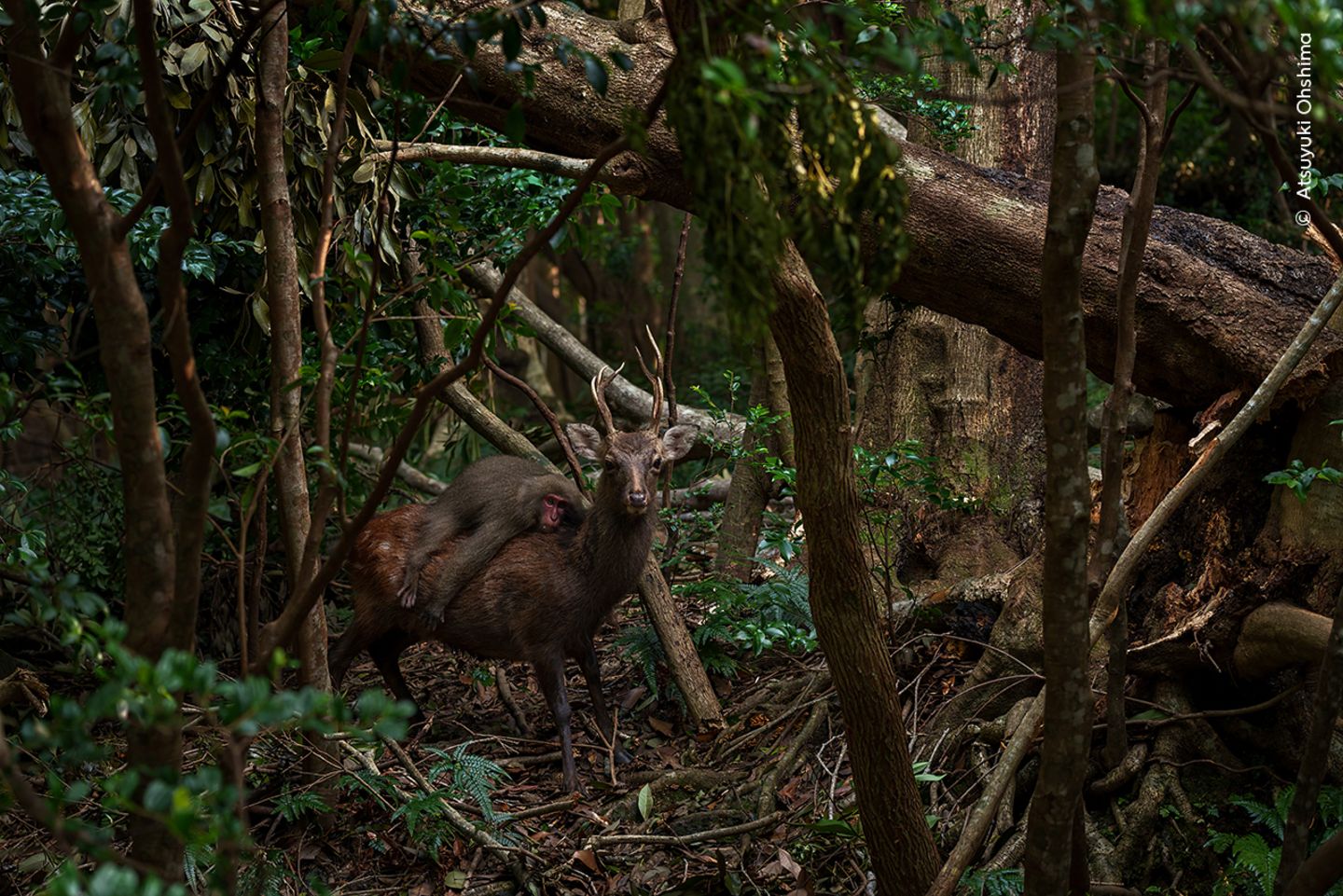 Waldrodeo Eine plötzliche Bewegung hinter dem Sikahirsch lässt den Fotografen aufmerken. Ein Makake springt von einem Baum auf den Rücken des Vierbeiners. Dass Affen auf der Insel Yakushima in Japan auf Hirschen Rodeo reiten kommt ab und zu vor, oft allerdings nicht. Atsuyuki Ohshima hat also Glück, dass er diesen Moment mit der Kamera erwischt. Manchmal springen junge männliche Makaken auf den Rücken von Hirschkühen und versuchen sich mit ihnen zu paaren. Hier aber handelt es sich um ein Weibchen, das sich wohl einfach mal im Reiten versuchen will.