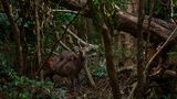 Eine plötzliche Bewegung hinter dem Sikahirsch lässt den Fotografen aufmerken. Ein Makake springt von einem Baum auf den Rücken des Vierbeiners. Dass Affen auf der Insel Yakushima in Japan auf Hirschen Rodeo reiten kommt ab und zu vor, oft allerdings nicht. Atsuyuki Ohshima hat also Glück, dass er diesen Moment mit der Kamera erwischt. Manchmal springen junge männliche Makaken auf den Rücken von Hirschkühen und versuchen sich mit ihnen zu paaren. Hier aber handelt es sich um ein Weibchen, das sich wohl einfach mal im Reiten versuchen will.
