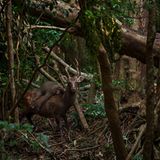 Eine plötzliche Bewegung hinter dem Sikahirsch lässt den Fotografen aufmerken. Ein Makake springt von einem Baum auf den Rücken des Vierbeiners. Dass Affen auf der Insel Yakushima in Japan auf Hirschen Rodeo reiten kommt ab und zu vor, oft allerdings nicht. Atsuyuki Ohshima hat also Glück, dass er diesen Moment mit der Kamera erwischt. Manchmal springen junge männliche Makaken auf den Rücken von Hirschkühen und versuchen sich mit ihnen zu paaren. Hier aber handelt es sich um ein Weibchen, das sich wohl einfach mal im Reiten versuchen will.