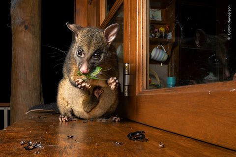 Ein Oppossum frisst eine große Zikade, um Beutel trägt es sein Baby