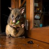 Ein Oppossum frisst eine große Zikade, um Beutel trägt es sein Baby