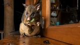 Ein Oppossum frisst eine große Zikade, um Beutel trägt es sein Baby