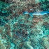 Eine Mönchsrobbe gleitet durch das seichte Wasser des Mittelmeers