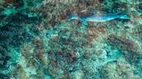 Eine Mönchsrobbe gleitet durch das seichte Wasser des Mittelmeers