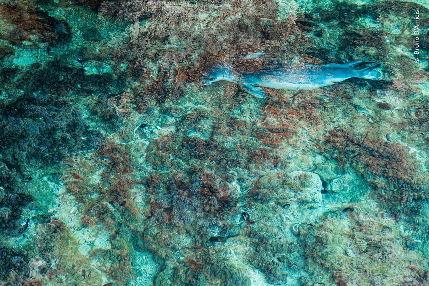 Gut getarnt Eine Mönchsrobbe gleitet durch das seichte Wasser des Mittelmeers