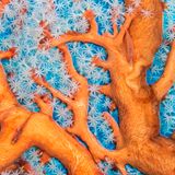 Grundeln schwimmen durch die Zweige eines karibischen Fächers