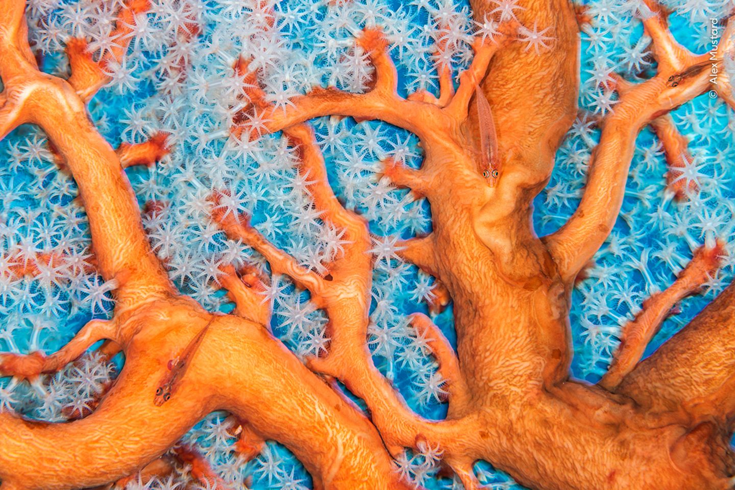 Buntes Treiben Grundeln schwimmen durch die Zweige eines karibischen Fächers