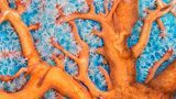 Grundeln schwimmen durch die Zweige eines karibischen Fächers